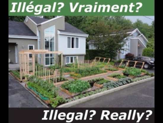 Странная Америка. Почему запрещается иметь огород?