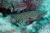 Дайвинг на Сайпане - рыба Gymnothorax meleagris