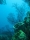 Коралловые рифы недалеко от Кастри в Сент-Люсии - здесь популярен дайвинг