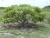 Дерево Гелиотроп в типичной среде обитания на Кирибати