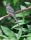Синешапочная птица-мышь - один из видов птиц в Джибути