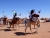 Выставка верблюдов в вайалате Дахла (Сахарский лагерь беженцев в Тиндуфе, фото апреля 2007 года)