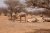 Верблюды в Нубийской пустыне Судана