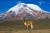 Вулкан Чимборасо, являющийся самой дальней точкой от центра Земли